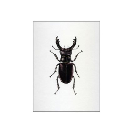 Lucanus cervus