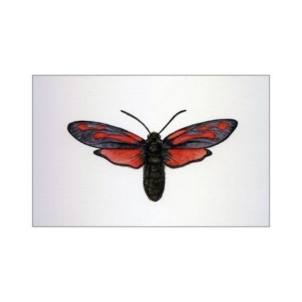 Zygaena osterodensis