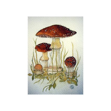 Röd flugsvamp, Amanita muscaria