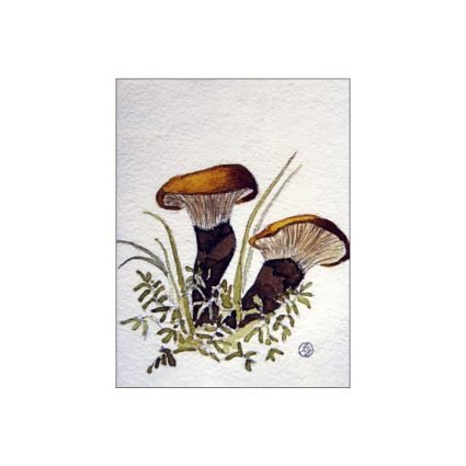 Sammetsfotad pluggskivling, Paxillus atromentosus