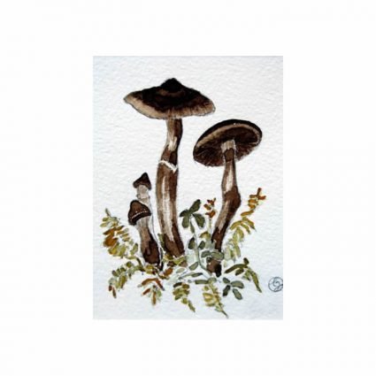 Umbrabrun spindling, Cortinarius brunneus