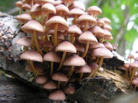 Gulfotshätta, Mycena renati