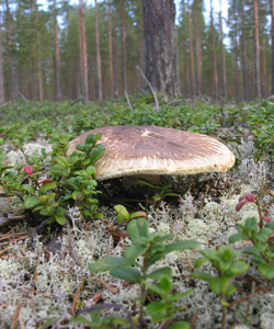 Goliatmusseron, Tricholoma matsutake