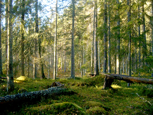 Järvsböleskogen