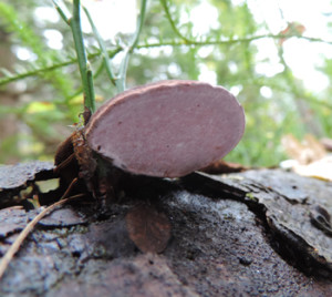 Rosenticka, Fomitopsis rosea