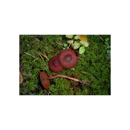 Blodspindling, Cortinarius sanguineus