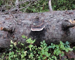 Rosenticka, Fomitopsis rosea