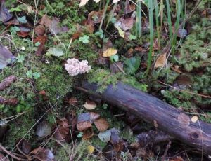 Kandelabersvamp, Artomyces pyxidatus