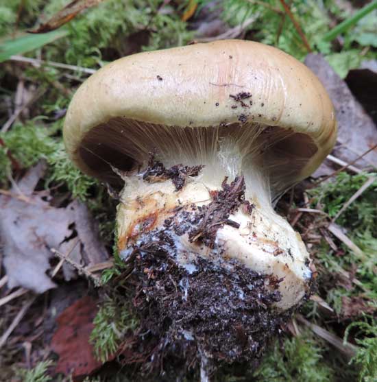 Persiljespindling, Cortinarius sulfurinus