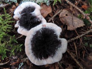 Skarp droggtaggsvamp, Hydnellum peckii