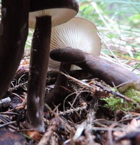 Sotriska, Lactarius lignyotus