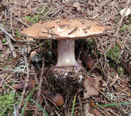 Violettrandad spindling, Cortinarius pseudoglaucopus