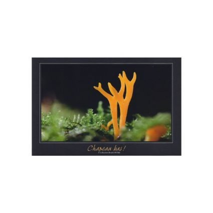 Gullhorn, Calocera viscosa, vykort