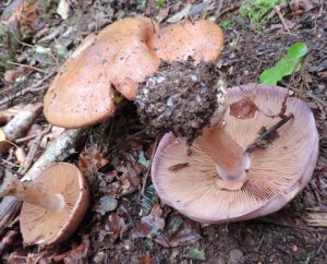 Cortinarius largus, lundspindling