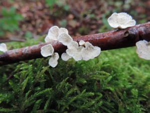 Kantarellmussling, Plicaturopsis crispa