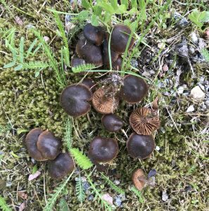 Sommarspindling, Cortinarius vernus