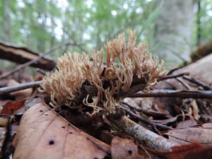 Spinnfingersvamp, Lentaria byssiseda