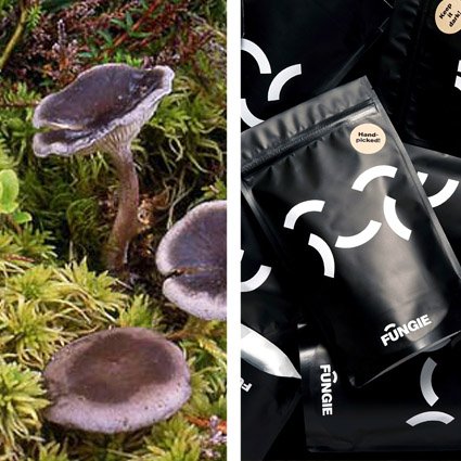 Fläckkantarell torkad till matlagning. Plockad i Sverige. Livsmedelsgodkänd förpackning. Foto färsk svamp: Mikael Krikorev.