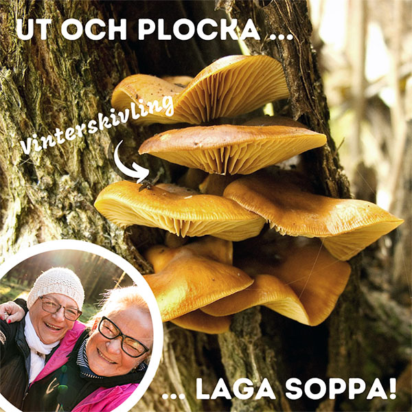 Vinterskivling i miljö och glada plockare. 